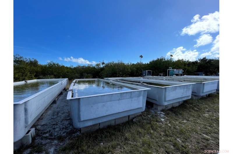 Florida Manatee Rescue: Innovative Seagrass Nursery Offers Hope