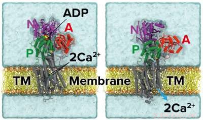 Calcium Pump Mechanism: A Visual Study of Ion Transport