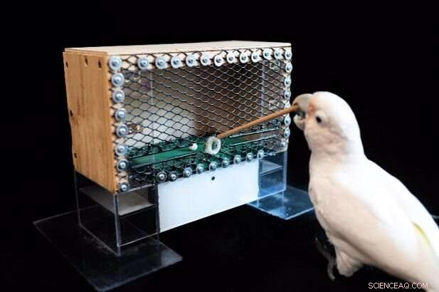 Cockatoos Demonstrate Advanced Tool Use, Challenging Primate-Only Beliefs