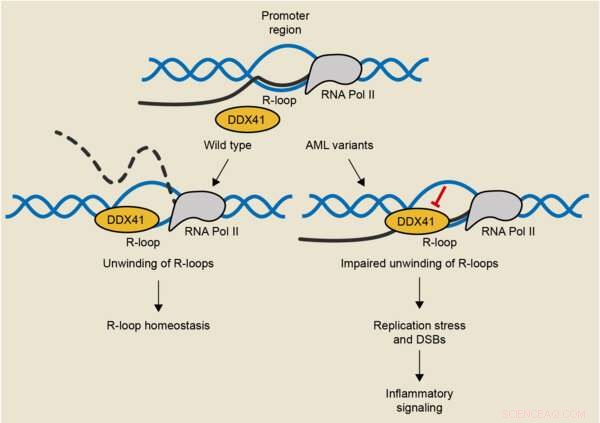 R-Loops and DNA Damage: A Potential Link to Disease Development