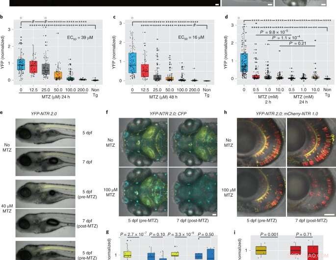 Novel Enzyme Discovery Opens Doors to Advanced Medical Treatments