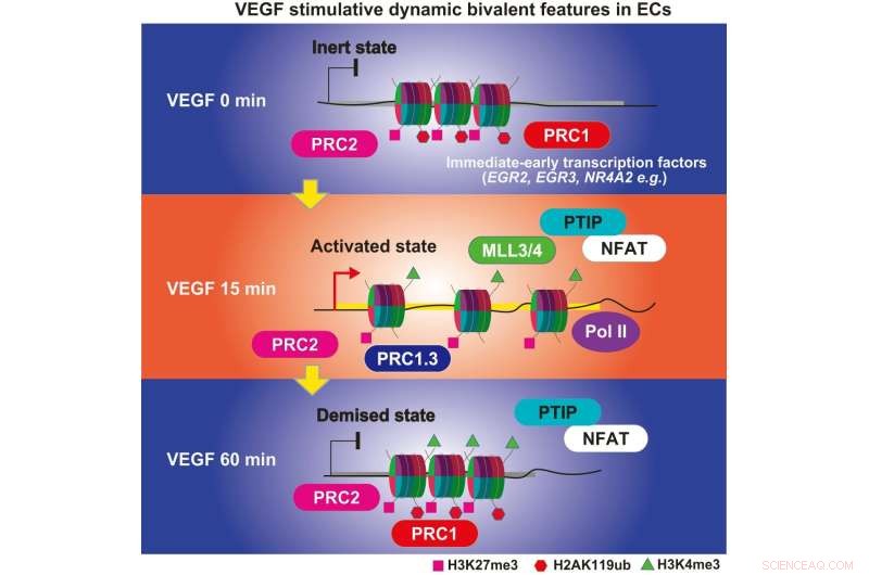 Novel Switch for Blood Vessel Growth Identified via VEGF Mapping