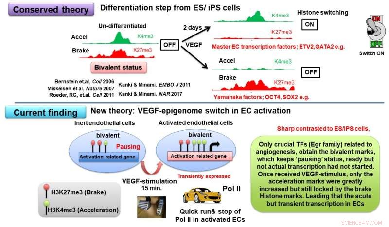 Novel Switch for Blood Vessel Growth Identified via VEGF Mapping