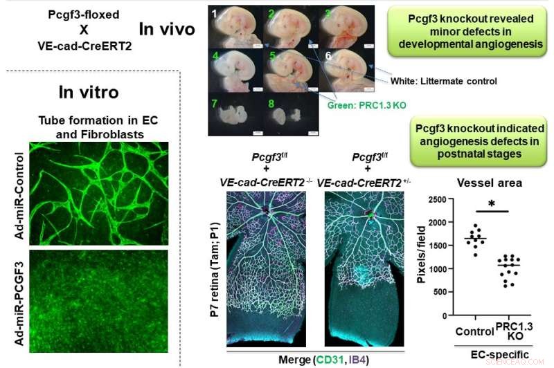 Novel Switch for Blood Vessel Growth Identified via VEGF Mapping