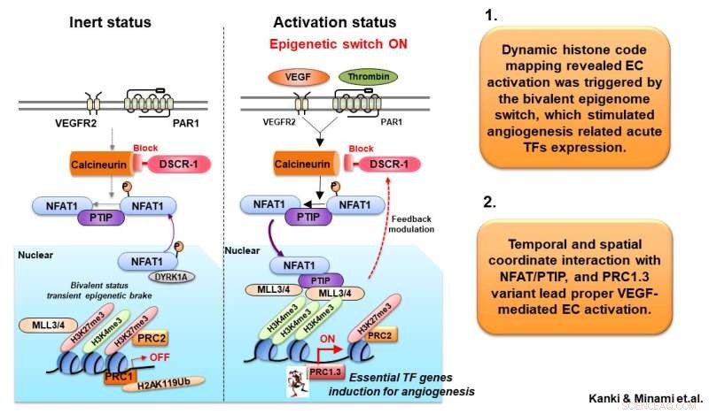 Novel Switch for Blood Vessel Growth Identified via VEGF Mapping