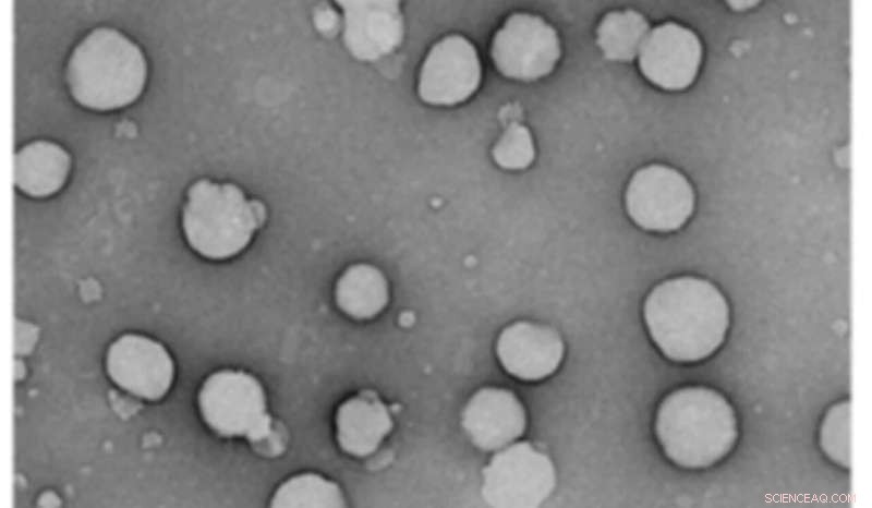MakA Protein and Membrane Remodeling in Vibrio cholerae