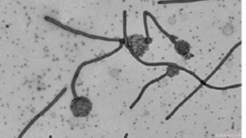 MakA Protein and Membrane Remodeling in Vibrio cholerae