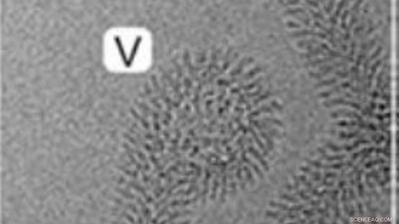 MakA Protein and Membrane Remodeling in Vibrio cholerae