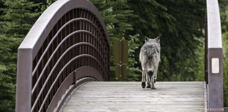 How Human Trails Impact Wolf Hunting & Caribou Populations