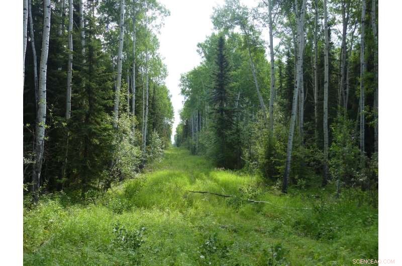 How Human Trails Impact Wolf Hunting & Caribou Populations