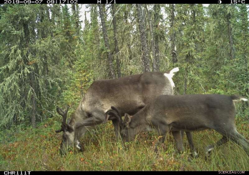 How Human Trails Impact Wolf Hunting & Caribou Populations
