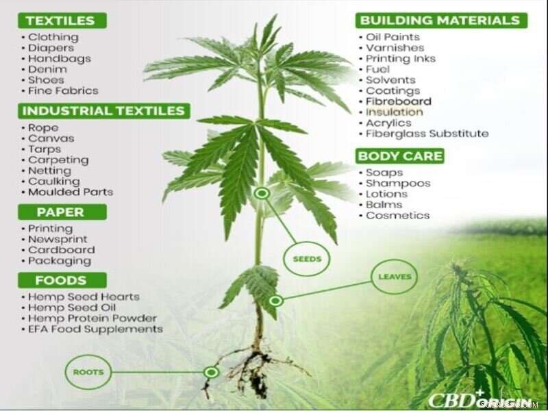 Hemp: The Resurgent Cash Crop - Research & Potential