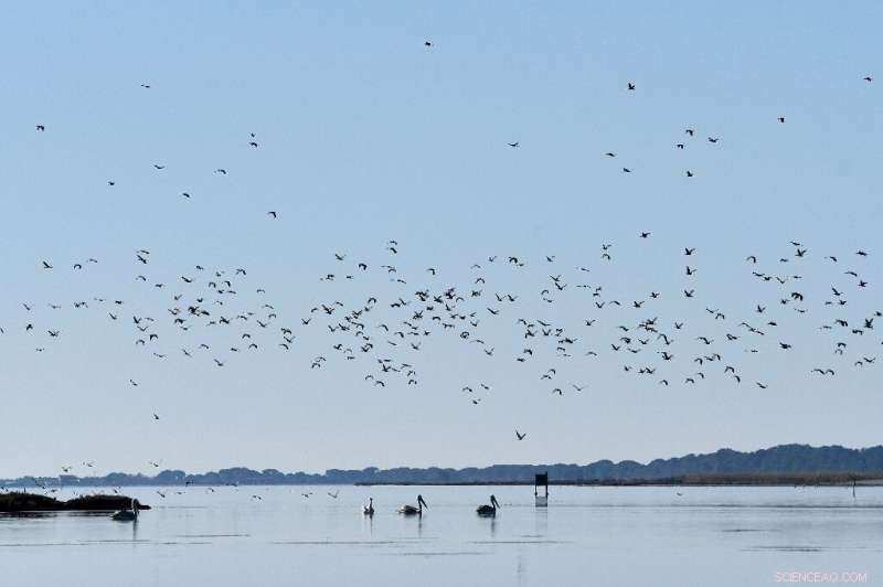 Climate Change Impacts Albanian Migratory Bird Populations