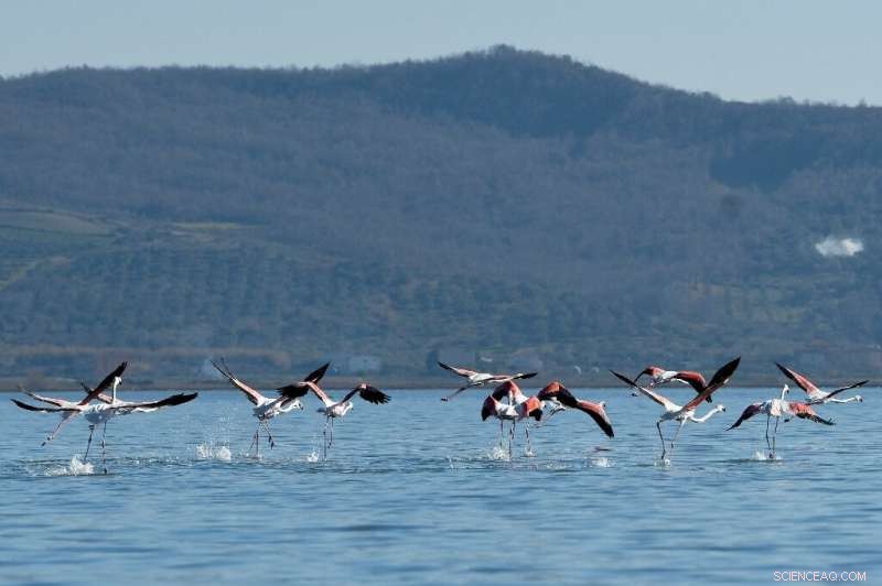 Climate Change Impacts Albanian Migratory Bird Populations