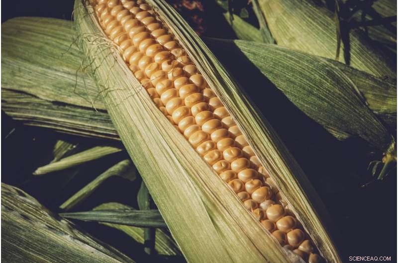 Dicamba in Sweet Corn: New Research on Safe Application