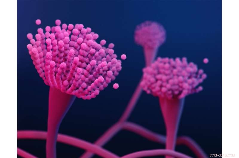 Agricultural Fungicides Linked to Rise in Antifungal Resistance