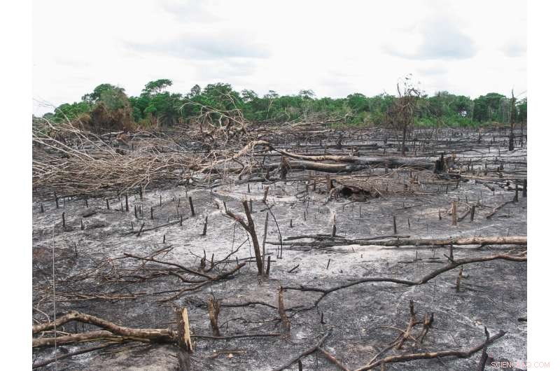 Genetic Engineering for Climate Change Mitigation: A Sustainable Solution?