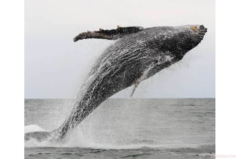 Gabon s Marine Protected Areas: A Model for Ocean Conservation