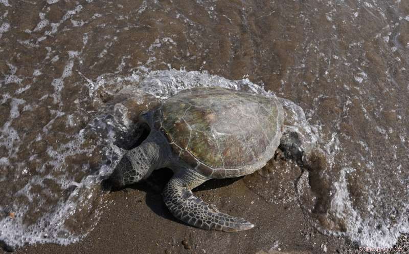 Plastic Pollution Crisis: Turtles in UAE Die from Ingested Debris