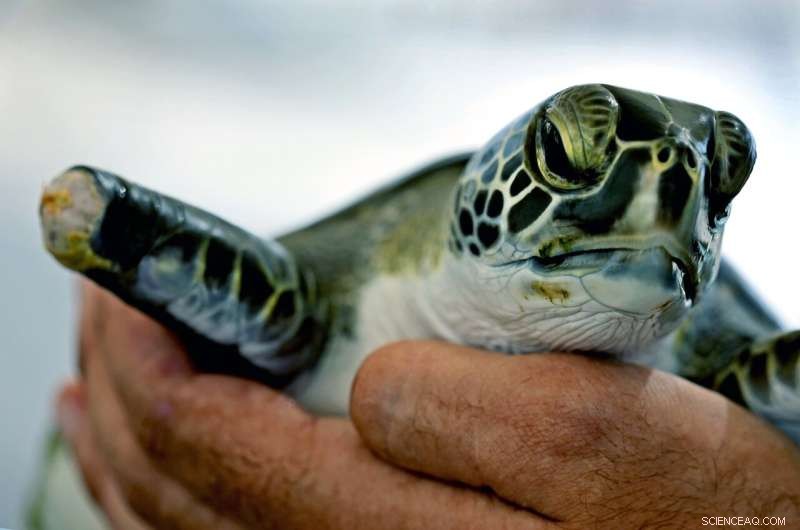 Plastic Pollution Crisis: Turtles in UAE Die from Ingested Debris