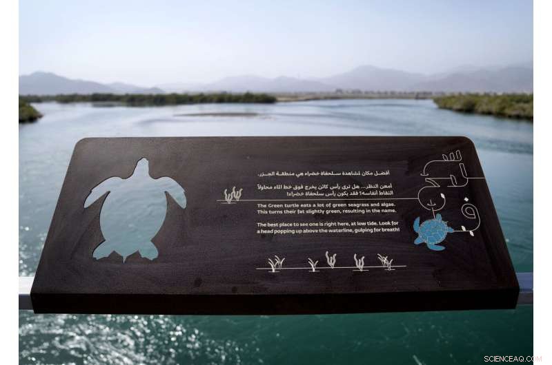 Plastic Pollution Crisis: Turtles in UAE Die from Ingested Debris