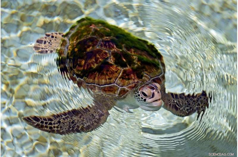 Plastic Pollution Crisis: Turtles in UAE Die from Ingested Debris