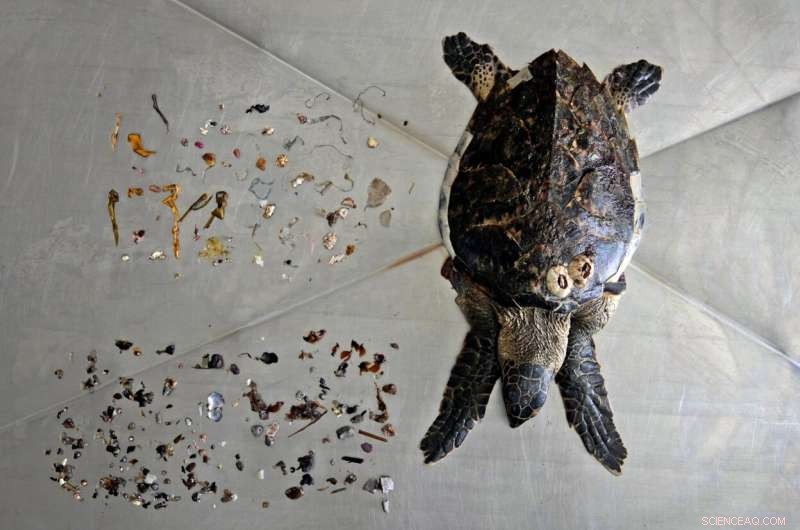 Plastic Pollution Crisis: Turtles in UAE Die from Ingested Debris