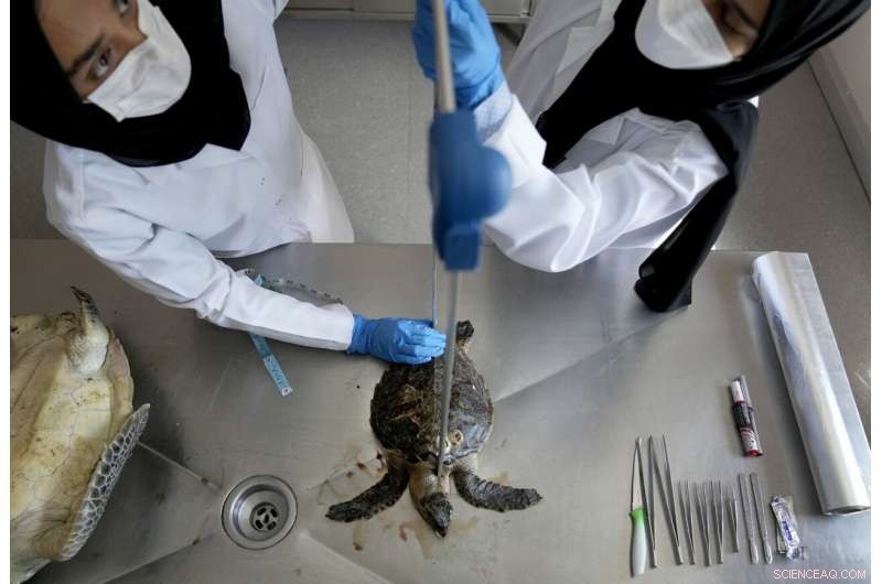 Plastic Pollution Crisis: Turtles in UAE Die from Ingested Debris