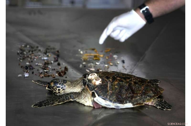 Plastic Pollution Crisis: Turtles in UAE Die from Ingested Debris