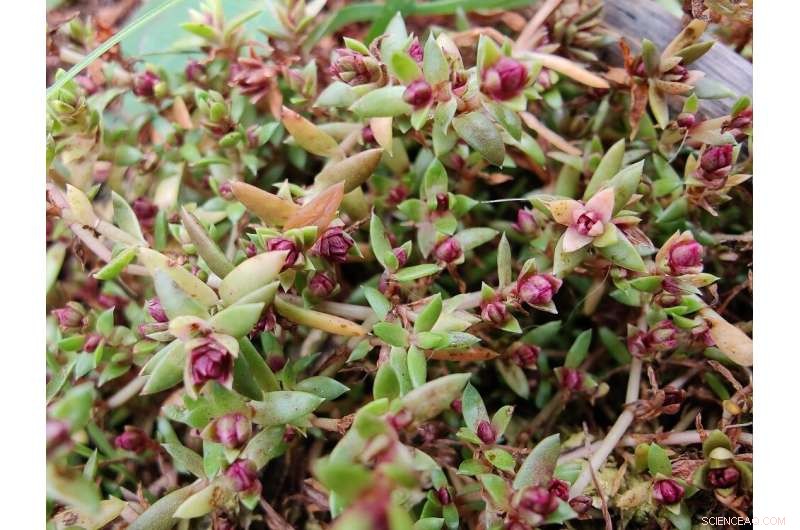Aculus crassulae: A Natural Biological Control for Australian Swamp Stonecrop in UK & Europe