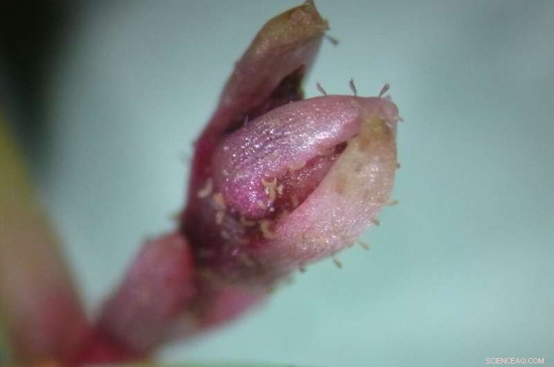 Aculus crassulae: A Natural Biological Control for Australian Swamp Stonecrop in UK & Europe