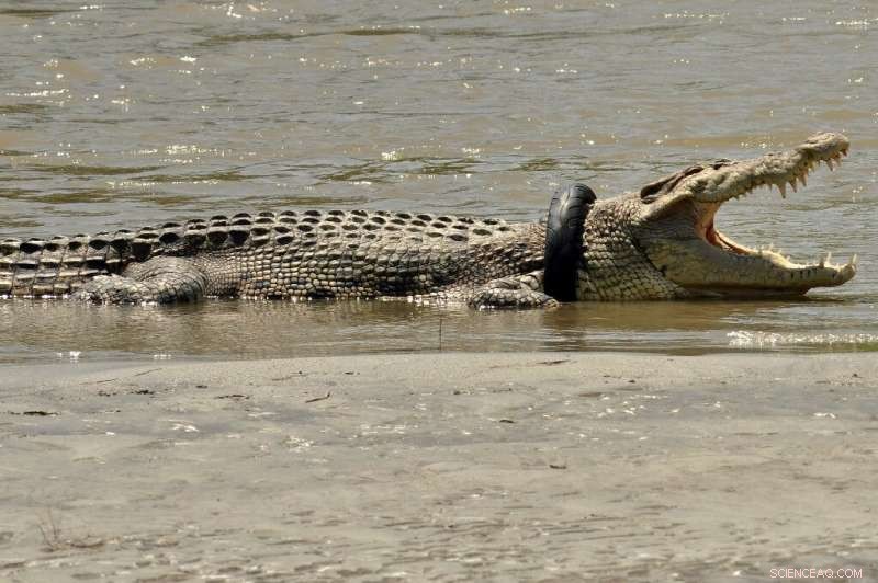 Indonesian Saltwater Crocodile Freed After 5 Years Trapped in Tire