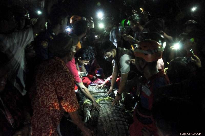 Indonesian Saltwater Crocodile Freed After 5 Years Trapped in Tire