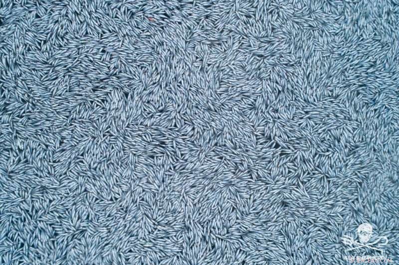 Mass Fish Die-Off Off French Coast: NGO Files Complaint