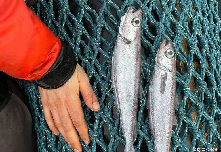 Mass Fish Die-Off Off French Coast: NGO Files Complaint