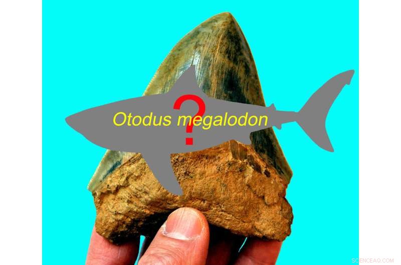 New Research Challenges Megalodon Size and Shape Theories