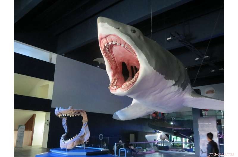 New Research Challenges Megalodon Size and Shape Theories