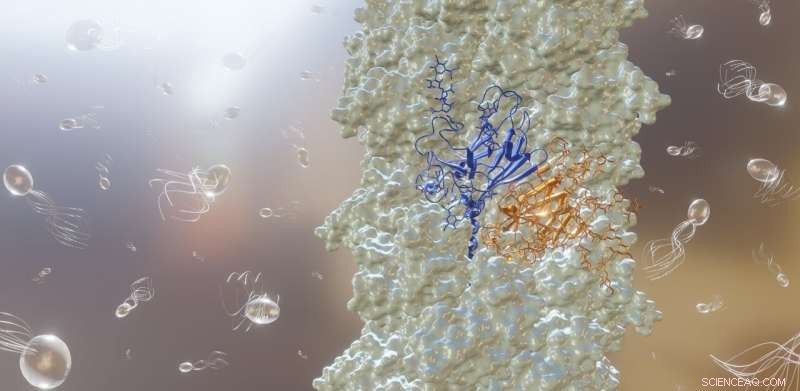 Tiny Archaeal Propellers: New Research on Earth s Smallest Rotators