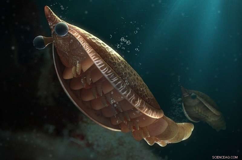 Ancient Fossil Uncovers Origins of Arthropod Gills