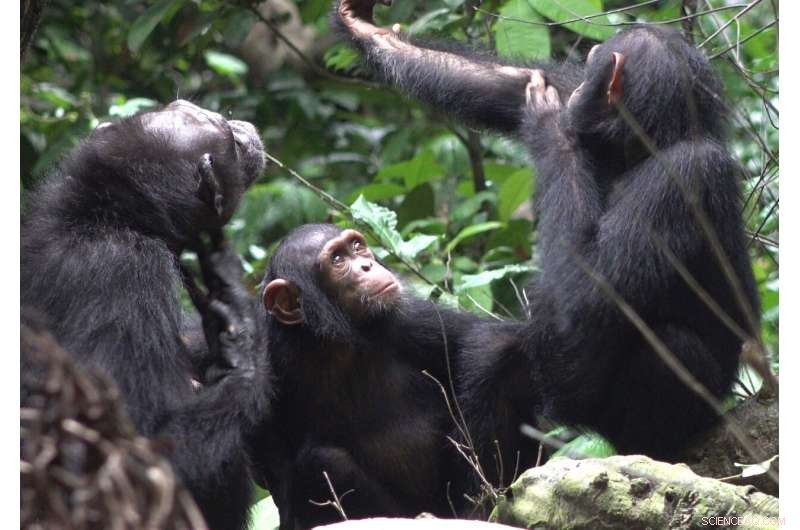 Chimpanzee Wound Care: A Novel Observation of Insect Application