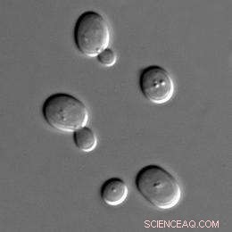 Engineered Yeast Produces Key Ingredient for Dementia Drugs