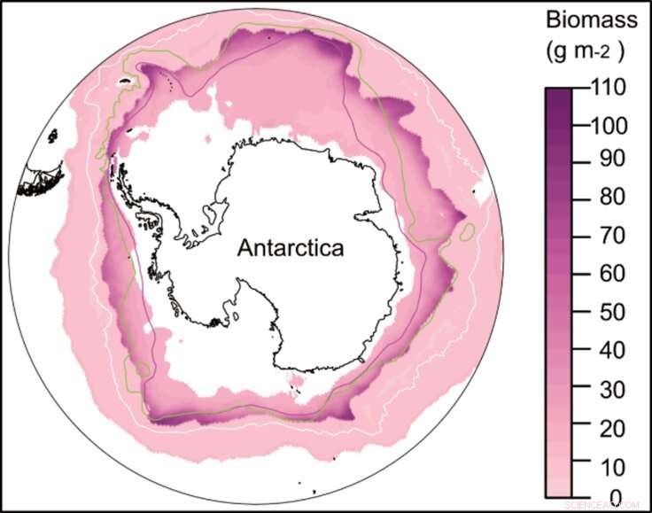 Ocean Depths Reveal Abundant Lanternfish Populations in Twilight Zone