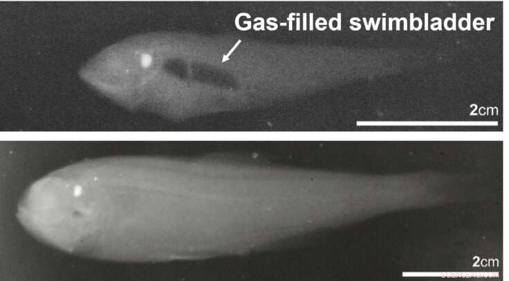 Ocean Depths Reveal Abundant Lanternfish Populations in Twilight Zone