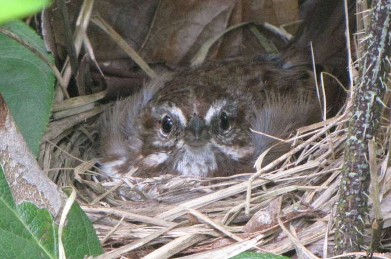 Predator Fear Impacts Wildlife Population Growth Over Generations
