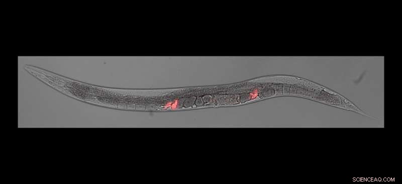 Epigenetic Inheritance in Worms: Stress, Reproduction & Mate Attraction