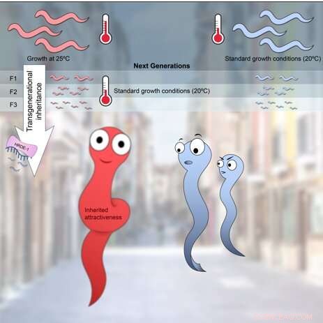 Epigenetic Inheritance in Worms: Stress, Reproduction & Mate Attraction