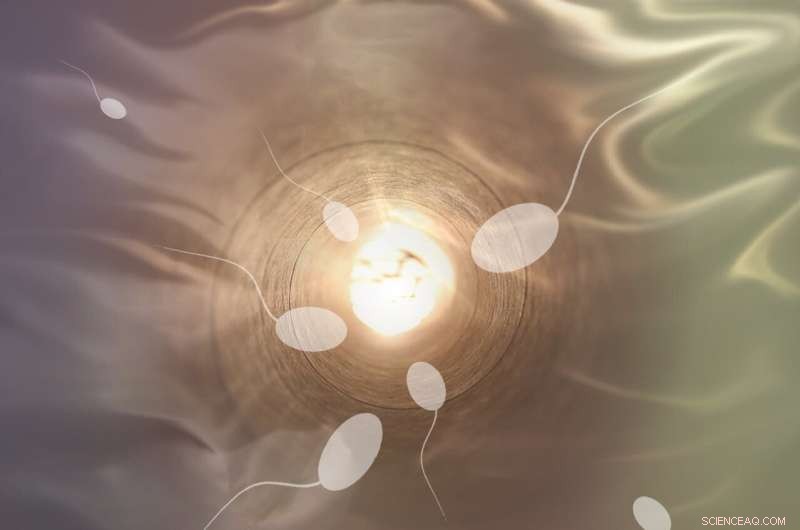 Novel Contraceptive: Blocking Semen Gel Transition for Non-Hormonal Birth Control