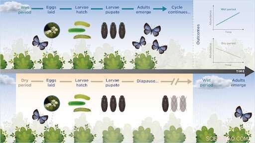 Climate Change Impacts: Rainfall Shifts Threaten Miami Blue Butterfly Survival