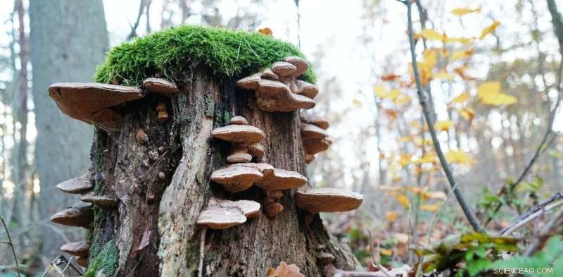 Harnessing Fungi for Successful Tree Planting & Climate Restoration