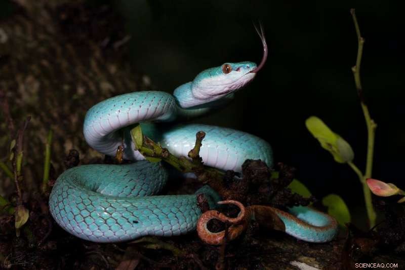 Australia s Unique Snake Diversity: Why It s a Biologist s Paradise